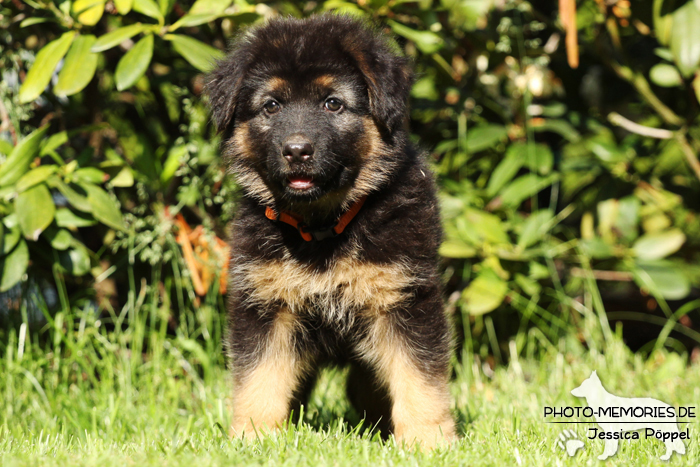 Altdeutsche Schäferhund Zucht - A-Wurf