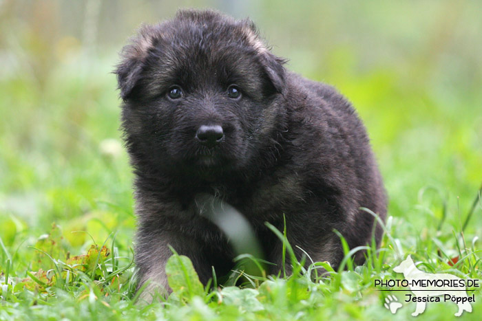 Altdeutscher Schäferhund - Welpe