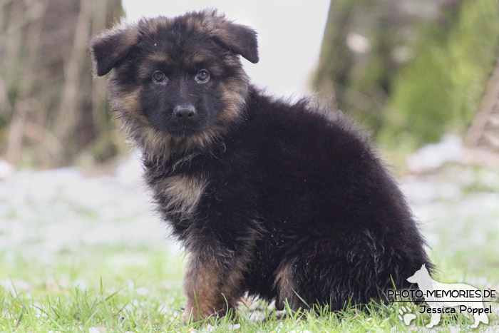 Schwarz-brauner Schäferhundwelpe im Schnee