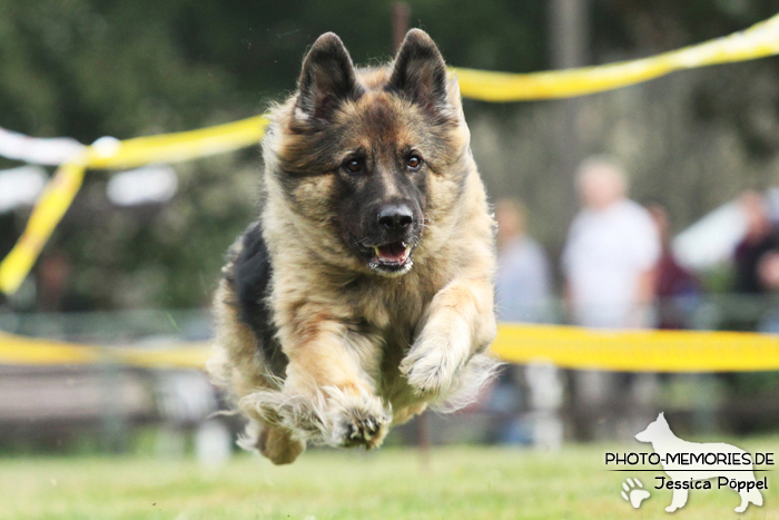 Altdeutscher Schäferhund beim Hunderennen