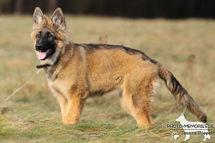 Altdeutsche Schäferhunde vom Waldschloss - D-Wurf