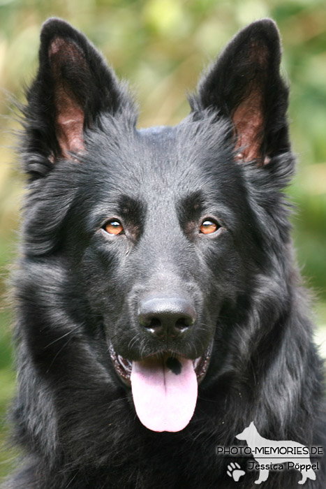 Altdeutsche Schäferhunde vom Waldschloss - B-Wurf