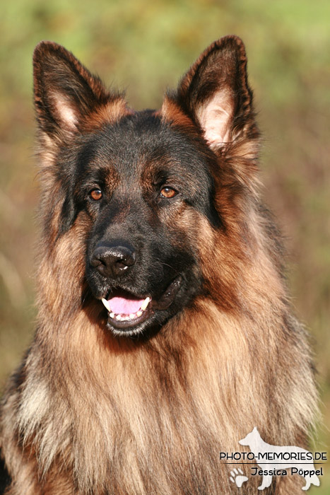 Schwarz-brauner Schäferhundrüde im Portrait