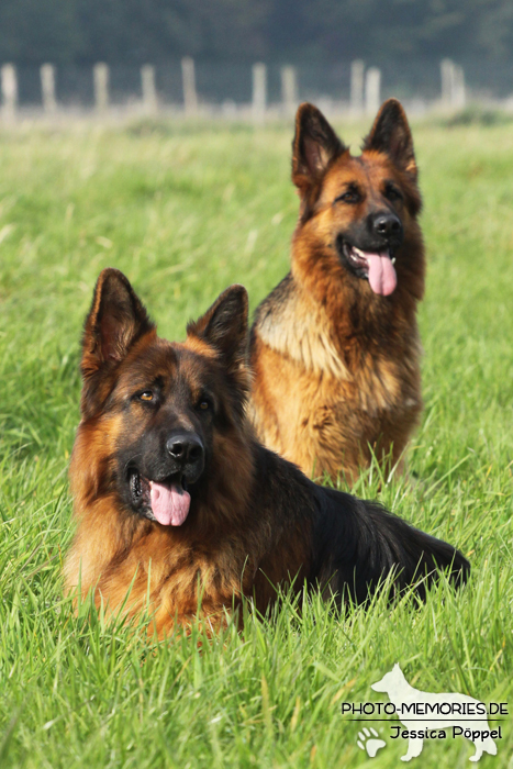 Gruppe altdeutscher Schäferhunde