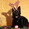 Schwarzer altdeutscher Schäferhundrüde im Studio an Weihnachten