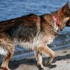 Altdeutscher Schäferhundrüde am Strand