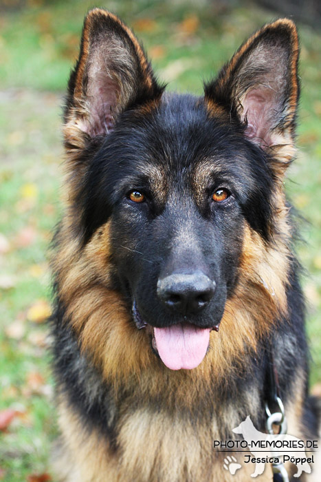 Impressionen einer Hundeausstellung