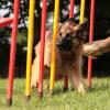 Schwarz-braune Schäferhündin im Agility