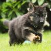 Altdeutsche Schäferhunde vom Waldschloss - F-Wurf