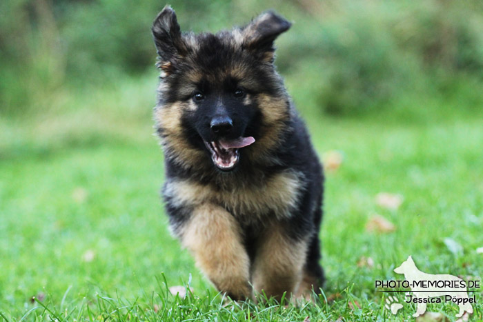 Schwarz-brauner Schäferhundwelpe