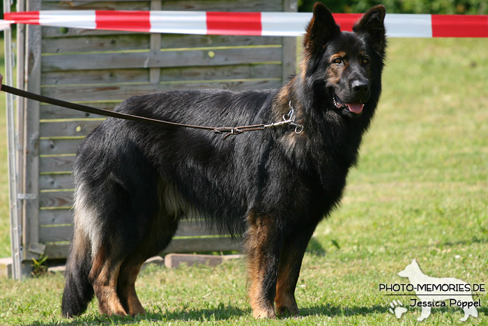 Impressionen einer Schäferhund-Ausstellung