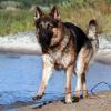 Altdeutscher Schäferhundrüde am Strand