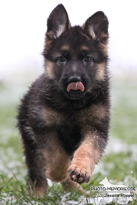 Schwarz-brauner Schäferhundwelpe im Schnee