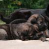 Altdeutsche Schäferhunde vom Waldschloss - B-Wurf