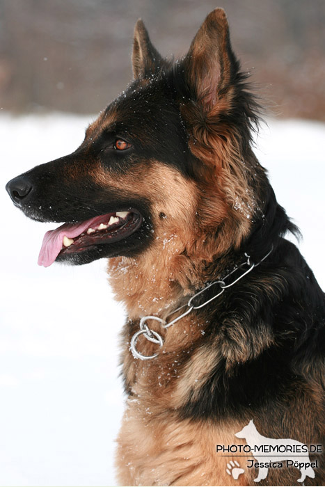 Schwarz-braune Schäferhündin im Schnee