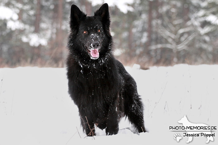 Schwarzer Schäferhundrüde im Schnee