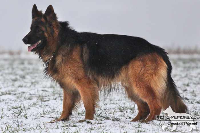 Schwarz-brauner Schäferhundrüde im Schnee