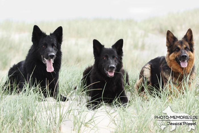 Rudel altdeutscher Schäferhunde im hohen Gras