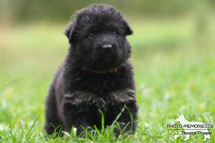 Altdeutscher Schäferhund - Welpe