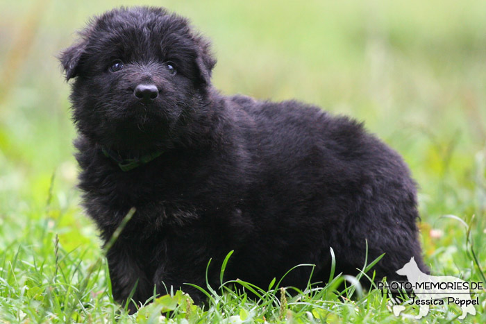 Altdeutscher Schäferhund - Welpe