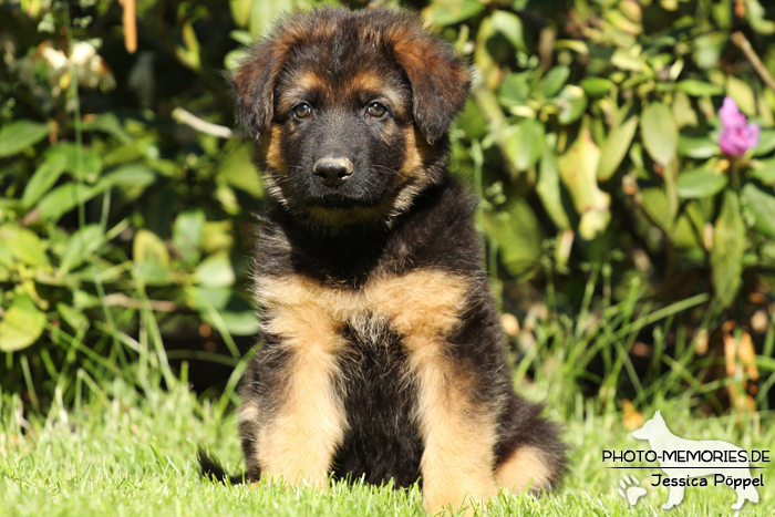 Altdeutsche Schäferhund Zucht - A-Wurf