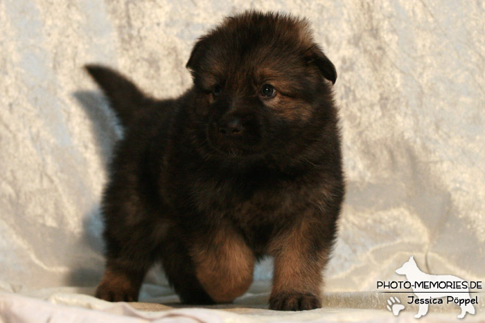 Altdeutscher Schäferhund - Welpe