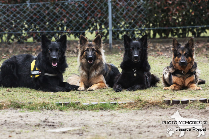 Ein Rudel altdeutscher Schäferhunde