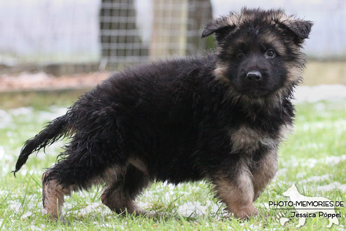 Schwarz-brauner Schäferhundwelpe im Schnee