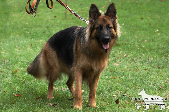 Impressionen einer Hundeausstellung