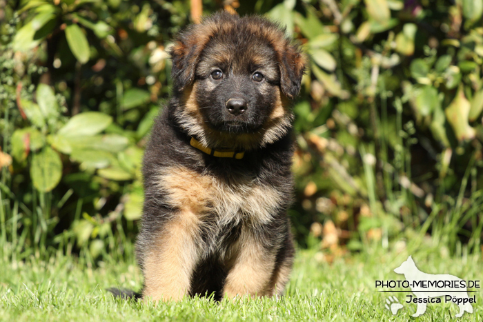 Altdeutsche Schäferhund Zucht - A-Wurf