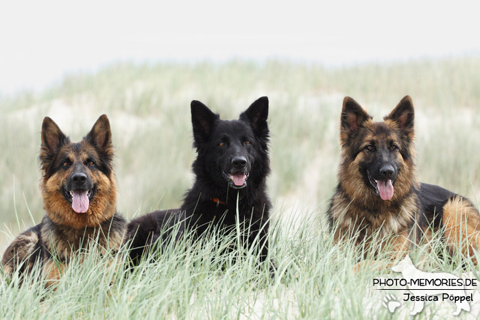 Rudel altdeutscher Schäferhunde im hohen Gras