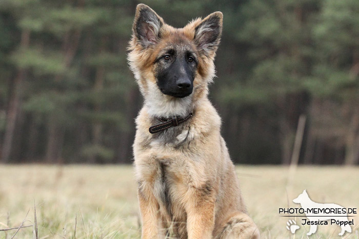 Altdeutsche Schäferhunde vom Waldschloss - D-Wurf