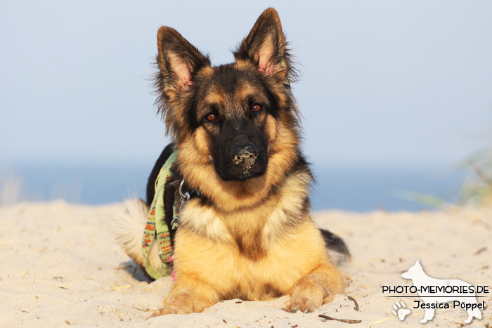 Altdeutsche Schäferhündin am Strand