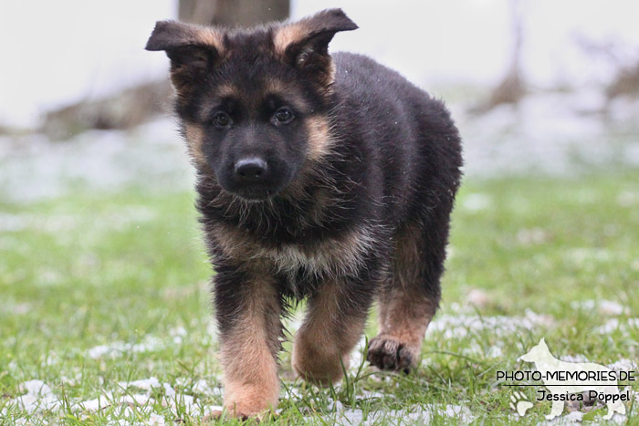 Schwarz-brauner Schäferhundwelpe im Schnee