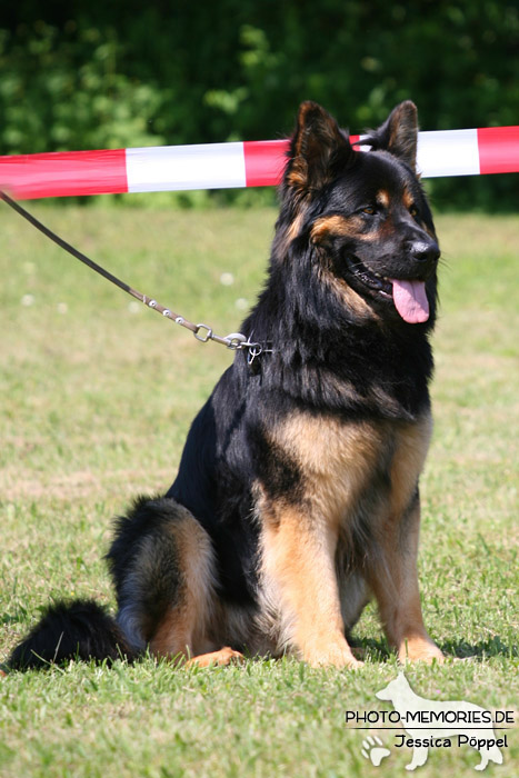 Impressionen einer Schäferhund-Ausstellung