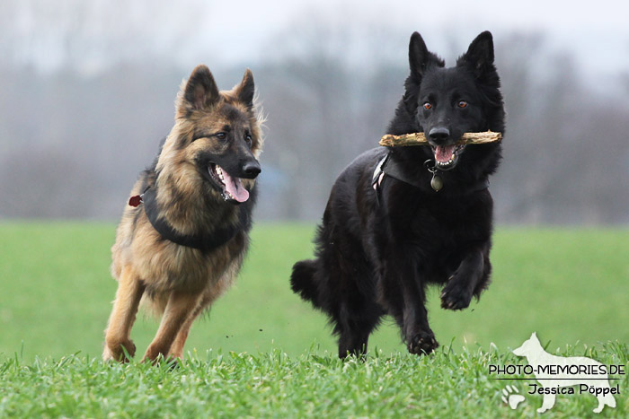 Altdeutsche Schäferhunde beim Spielen