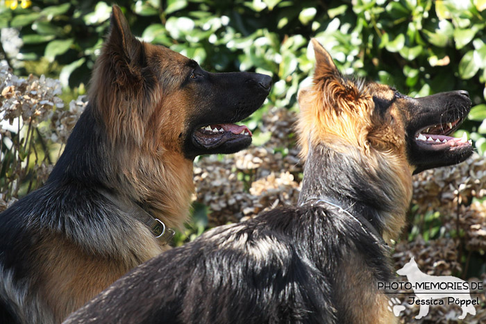 Altdeutsche Schäferhunde im Portrait