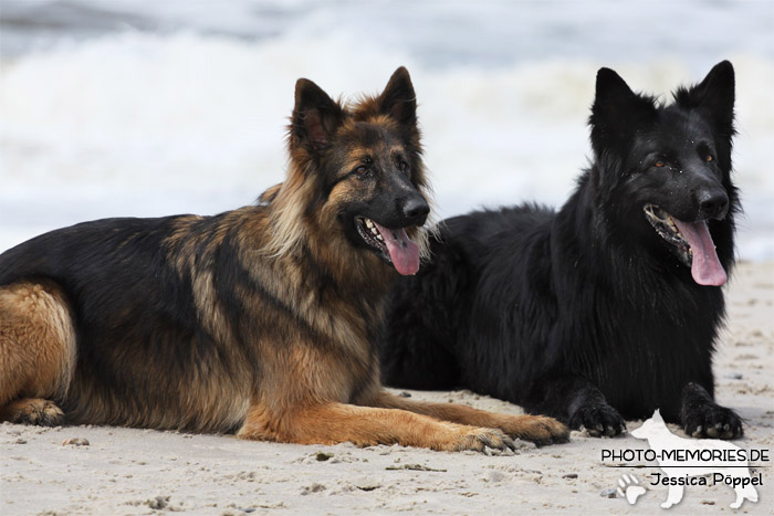 Zwei altdeutsche Schäferhunde am Strand