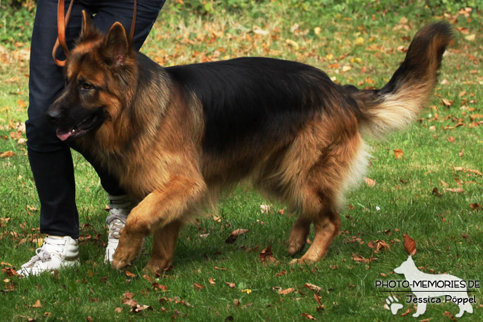 Impressionen einer Hundeausstellung