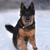 Schwarz-braune altdeutsche Schäferhündin im Schnee