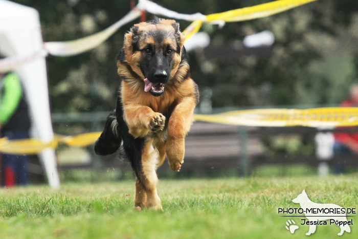 Altdeutscher Schäferhund beim Hunderennen