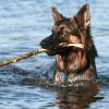 Altdeutscher Schäferhundrüde im Wasser