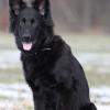 Schwarzer altdeutscher Schäferhundrüde im Schnee