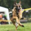 Deutscher Schäferhund beim Hunderennen