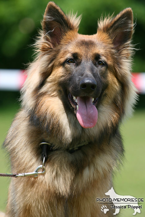 Impressionen einer Schäferhund-Ausstellung