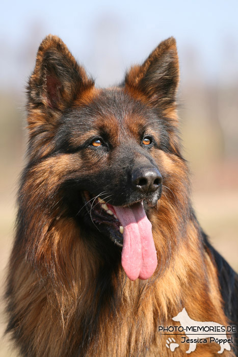 Schwarz-brauner altdeutscher Schäferhundrüde im Portrait