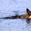 Altdeutscher Schäferhundrüde im Wasser