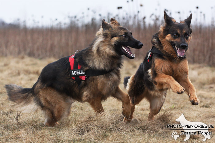 Altdeutsche Schäferhunde beim Spielen