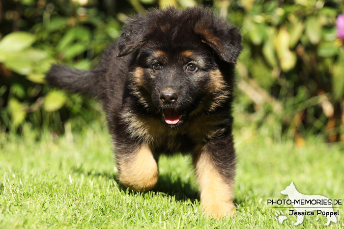 Altdeutsche Schäferhund Zucht - A-Wurf