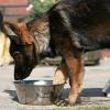 Altdeutsche Schäferhunde vom Waldschloss - C-Wurf